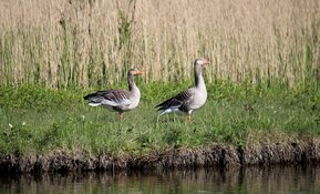 Geen verbod op afschieten ganzen