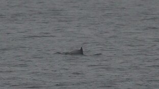 Twee bruinvissen gespot bij Pier van IJmuiden en Camperduin