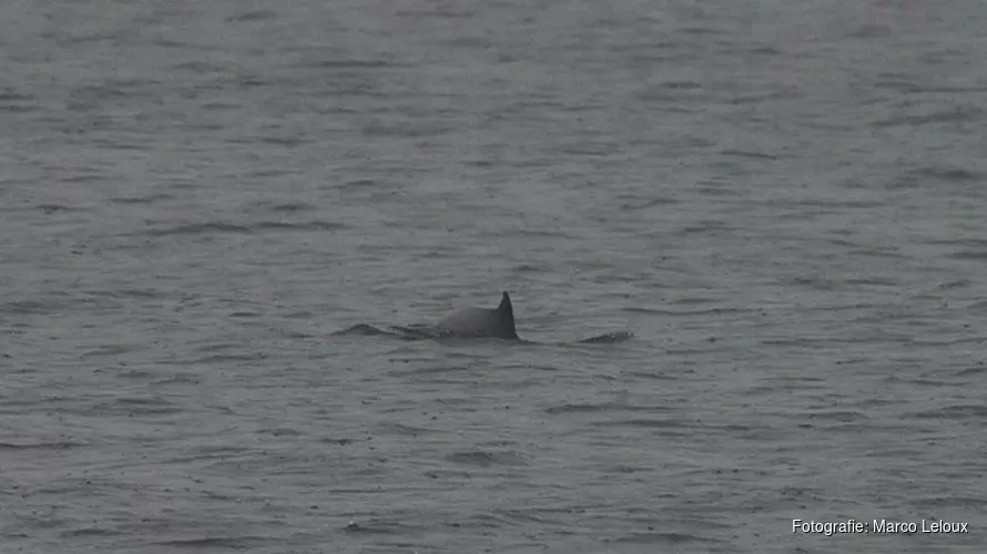 Twee bruinvissen gespot bij Pier van IJmuiden en Camperduin