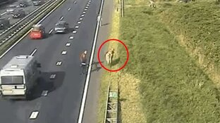Ontsnapte koe laat automobilisten schrikken en loopt A9 op