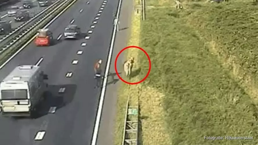 Ontsnapte koe laat automobilisten schrikken en loopt A9 op