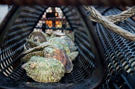 Oesters en kunstriffen te water voor nieuwe natuur in windpark op de Noordzee