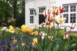 Voorjaarsbloeiers op Beeckestijn