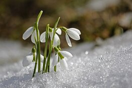 Dit weekend kan het gaan sneeuwen, maar donderdag wordt het twintig graden