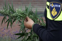 Hennepkwekerij gevonden na onwelmelding