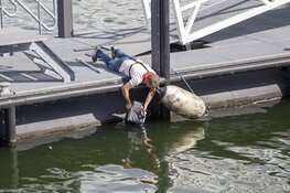 Handrem vergeten op de Trawlerkade en het water in