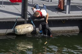 Handrem vergeten op de Trawlerkade en het water in