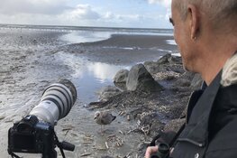 Van meeuwen tot strandlopers: fotograaf Sijmen legt 'de mooiste vogels van de Noordzee' vast