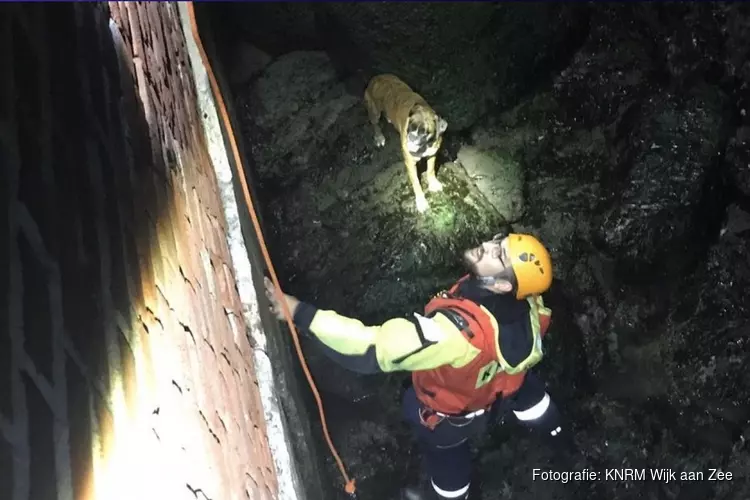 KNRM redt hond na metershoge sprong van Noordpier