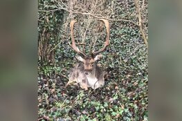 Zwaargewond hert uit lijden verlost in Velsen-Zuid: "Waarschijnlijk aangevallen"