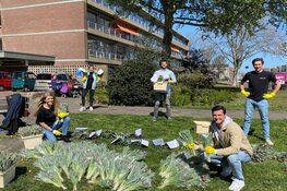 Tulpen opsteker voor ouderen
